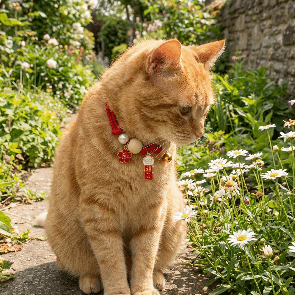 Fashion Adjustable Cat Flea Co - Ethnic Fashion Designer reseña y precio